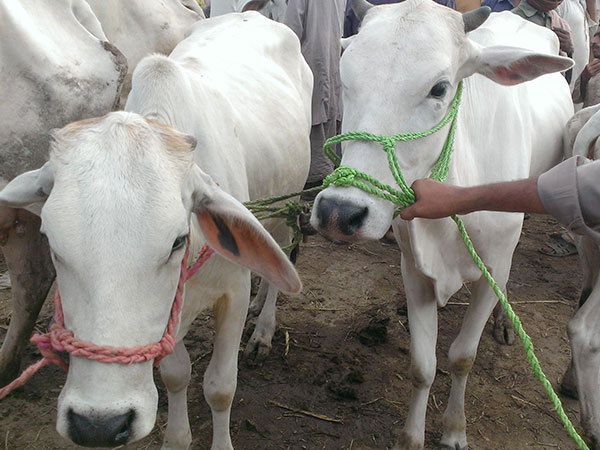 qurbani