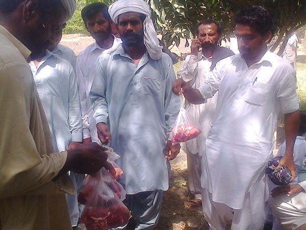 qurbani