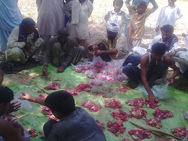 qurbani