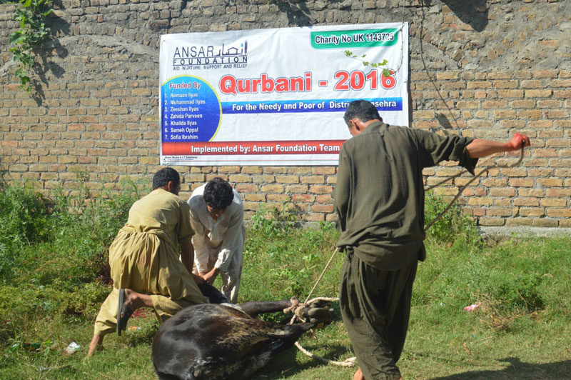 qurbani