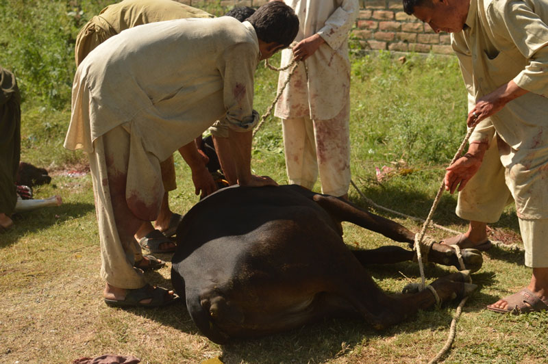 qurbani