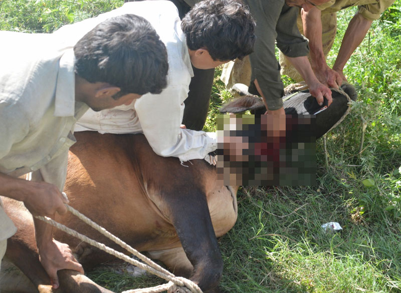 qurbani
