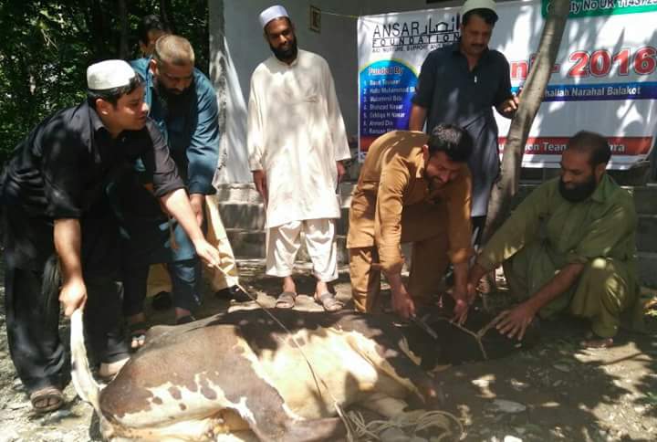 qurbani