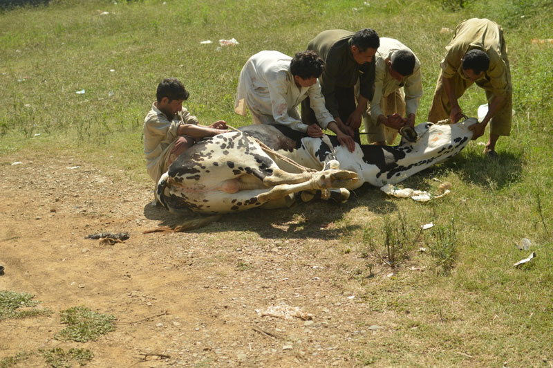 qurbani