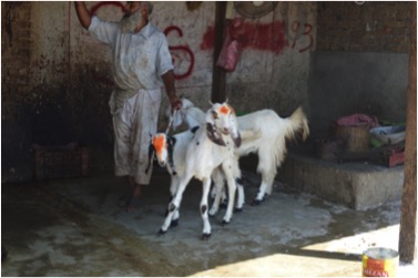 qurbani