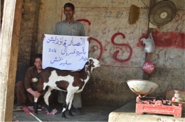 qurbani