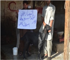 qurbani