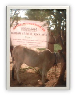 qurbani