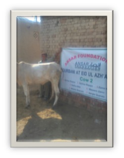 qurbani