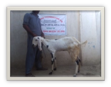 qurbani