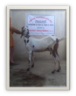 qurbani